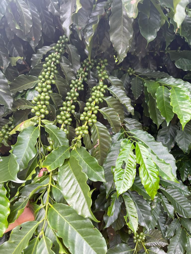 WhatsApp Image 2024-11-25 at 18.30.15 (2)